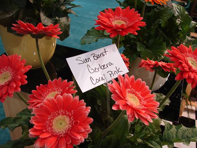 gerber daisy indoors