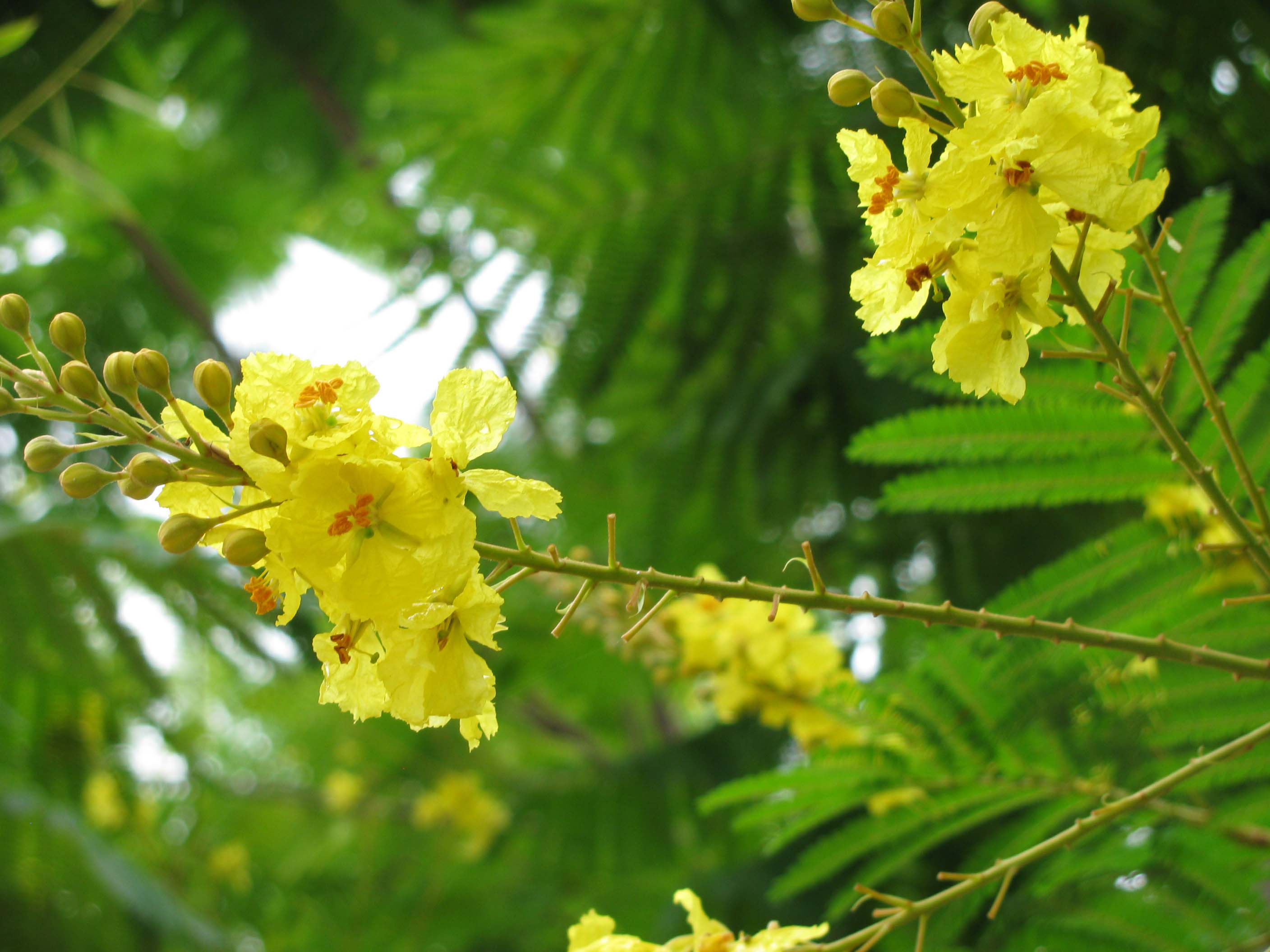 Yellow+poinciana