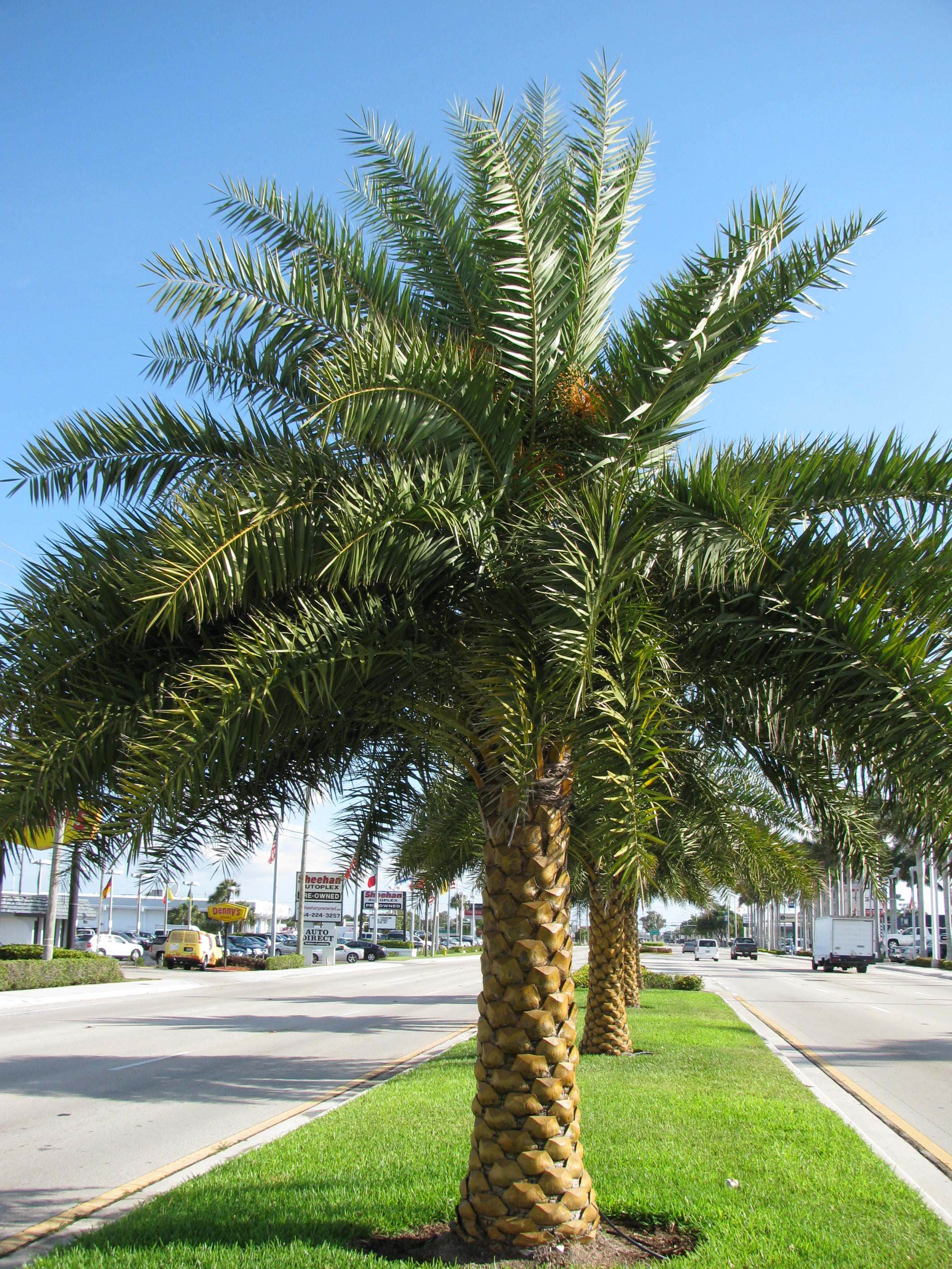 Date Palm, Phoenix dactylifera