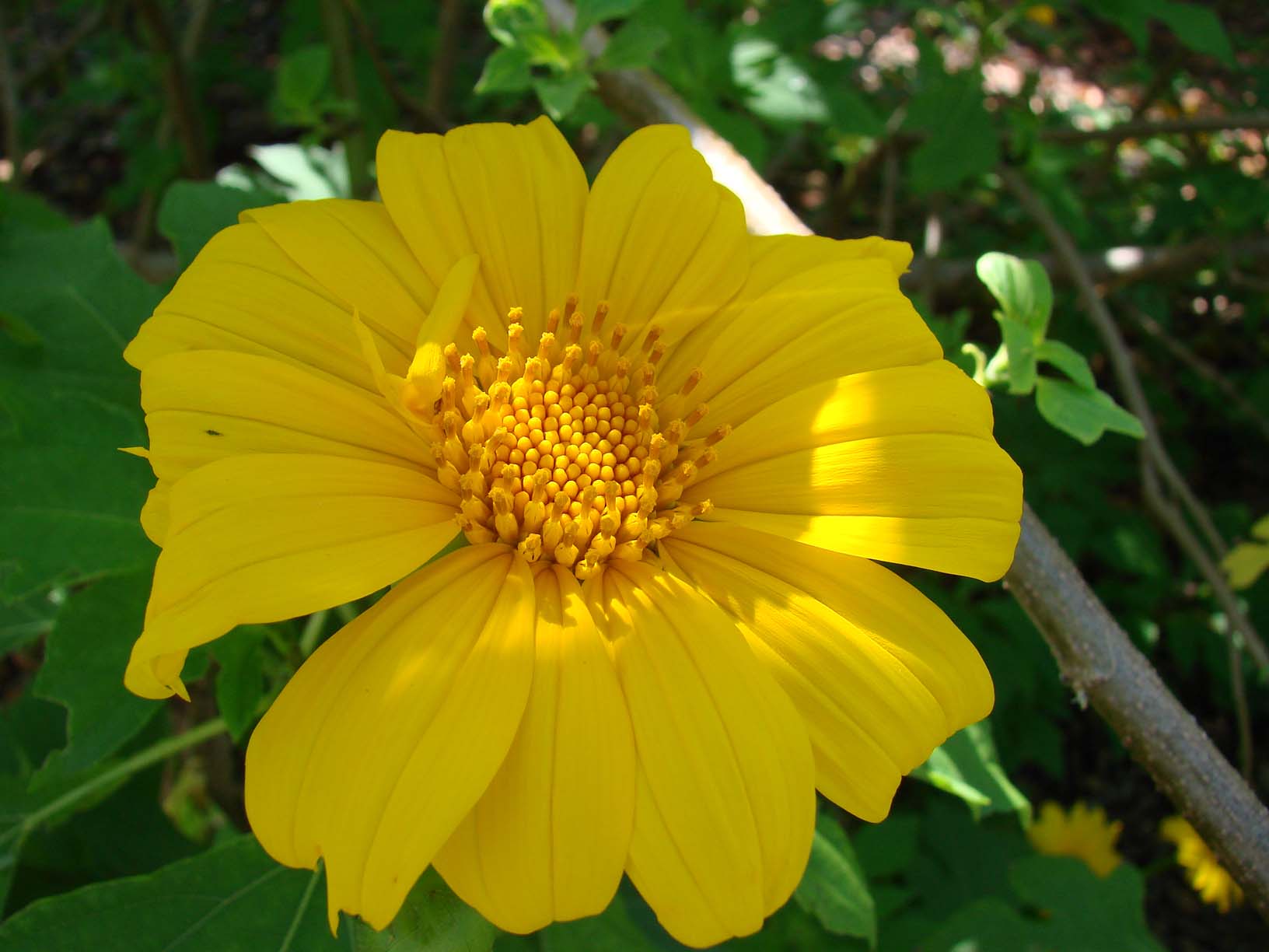 Mexican Sunflower, Bolivian Sunflower, Giant Mexican Sunflower, Tree