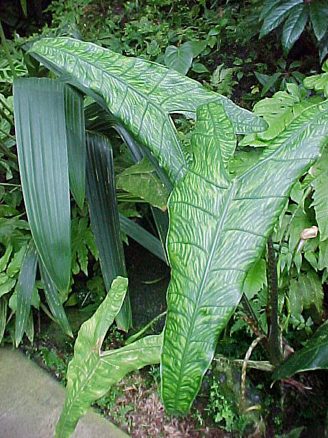 Elephant Ear plant, Giant Elephant Ear plant, Alocasia, Colocasia