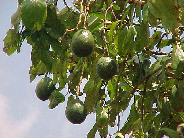 avacado