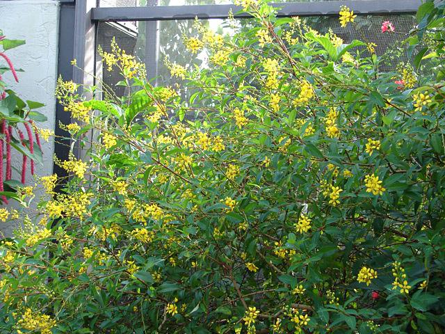 Butterfly Gardening In South Florida