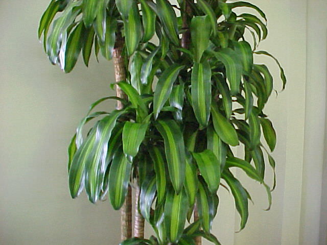 dracaena plant icon