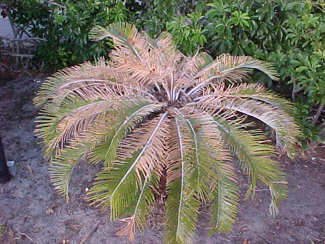 Garden Q&A: White spots on sago palm are scale insects -- and they can kill  the plant