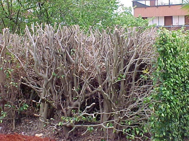 Eugenia Plant Hedge