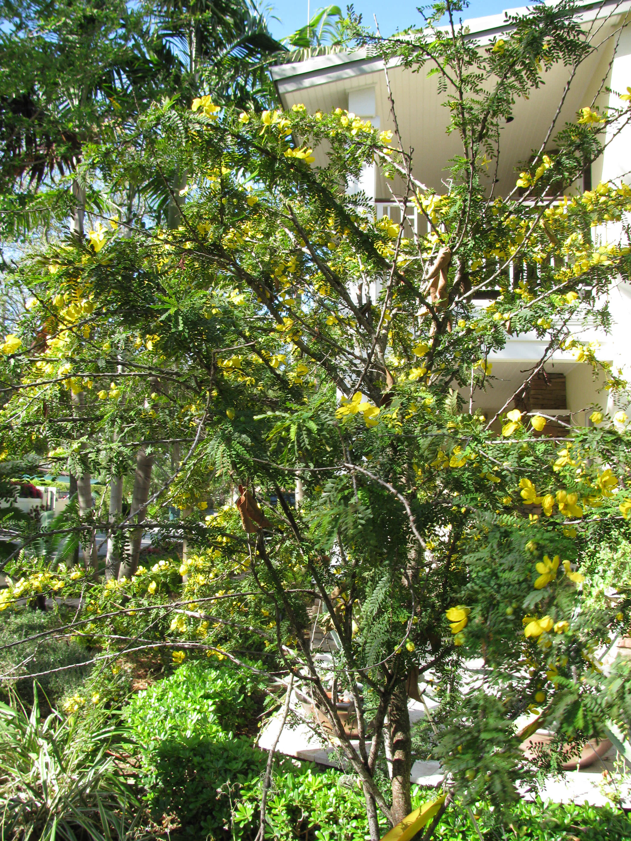 Jamaican Ebony Tree West Indies Ebony Tree Brya Ebenus