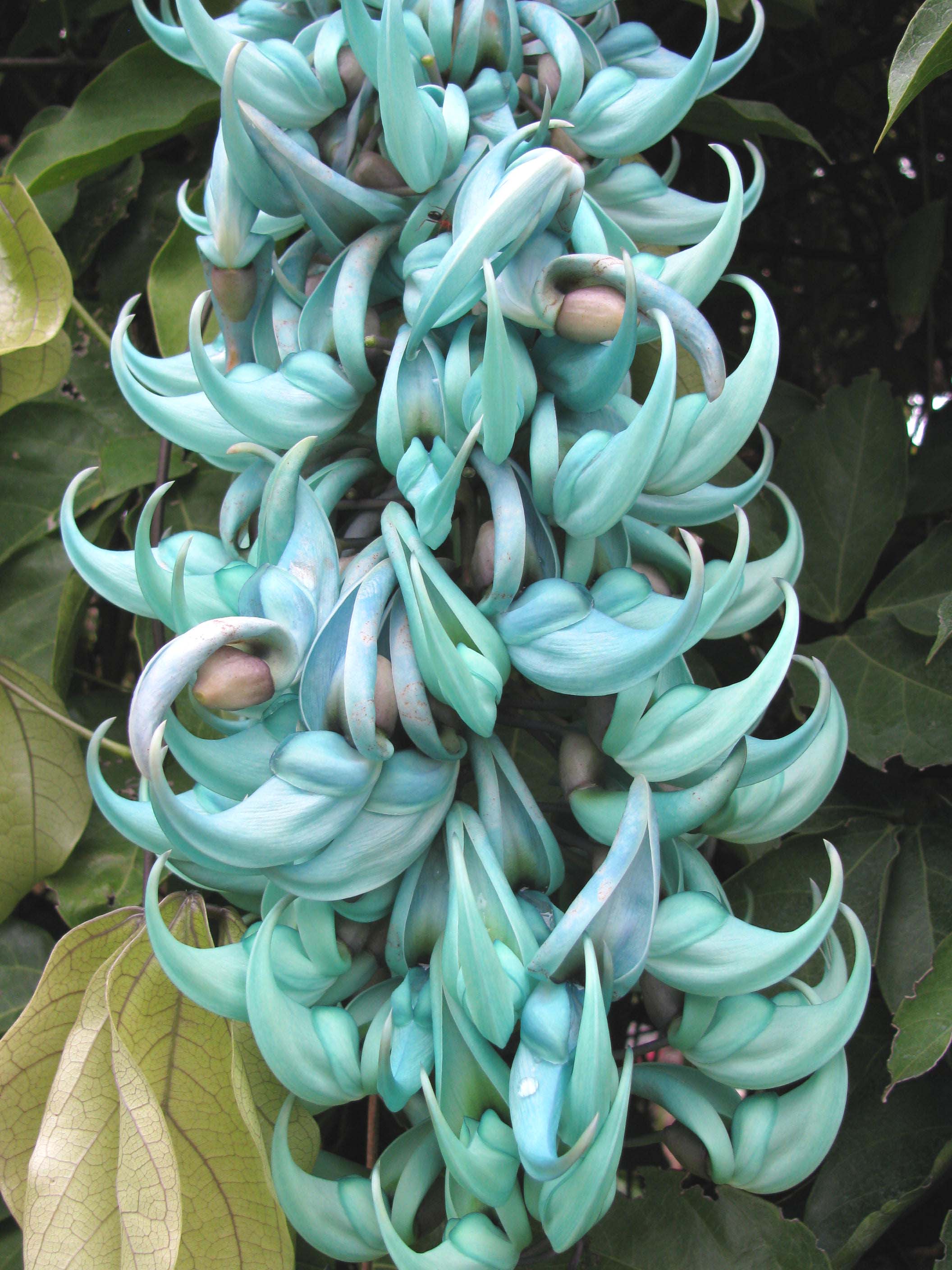 philippines plants the in vines examples in Philippine Philippines The Jade Vine Vine Plants