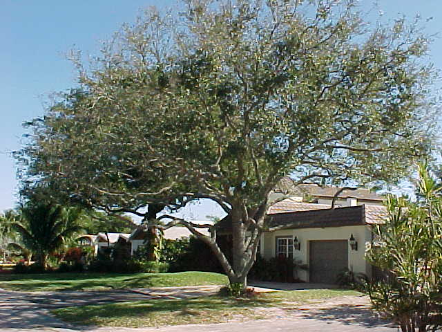 Florida Live Oak, Quercus virginiana