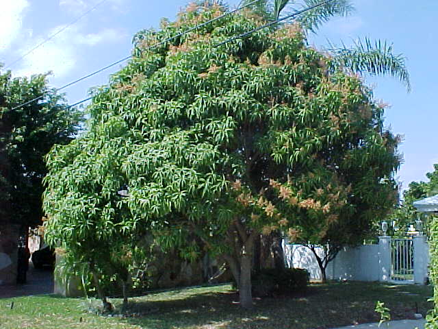 mango tree