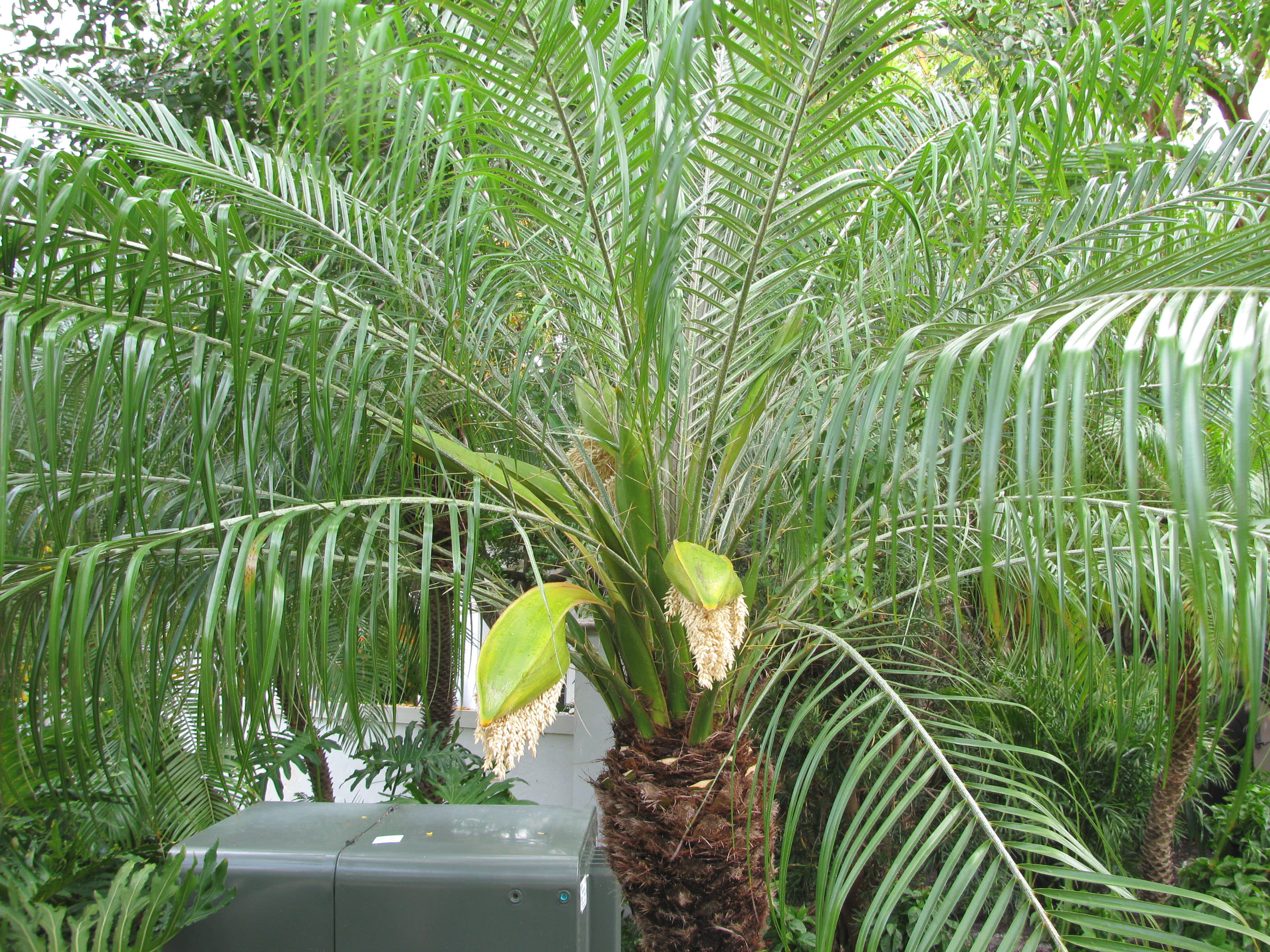 What S Killing My Pygmy Date Palm