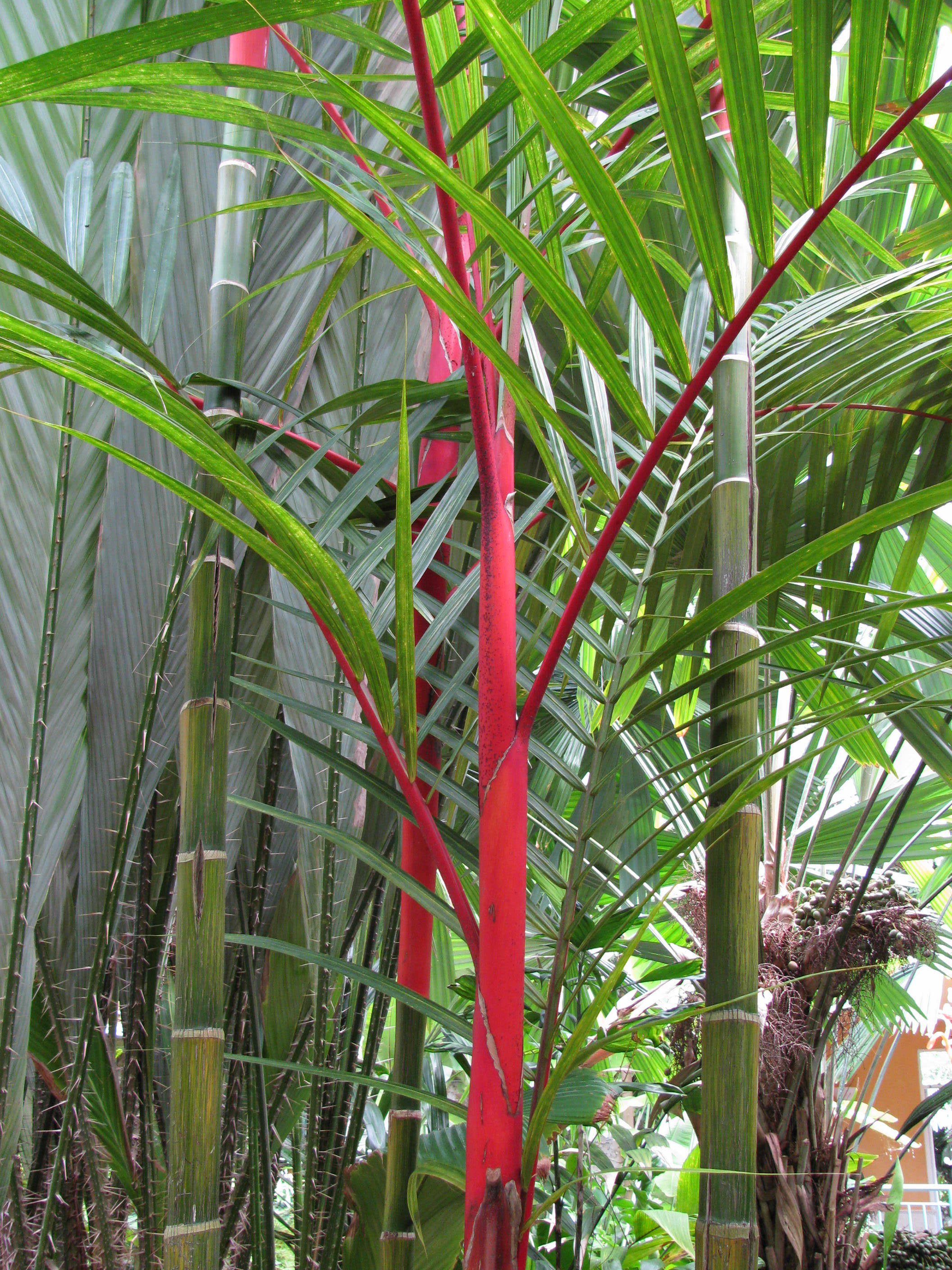 Red Sealing Wax Palm, Lipstick Palm, Cyrtostachys lakka or Cyrtostachys