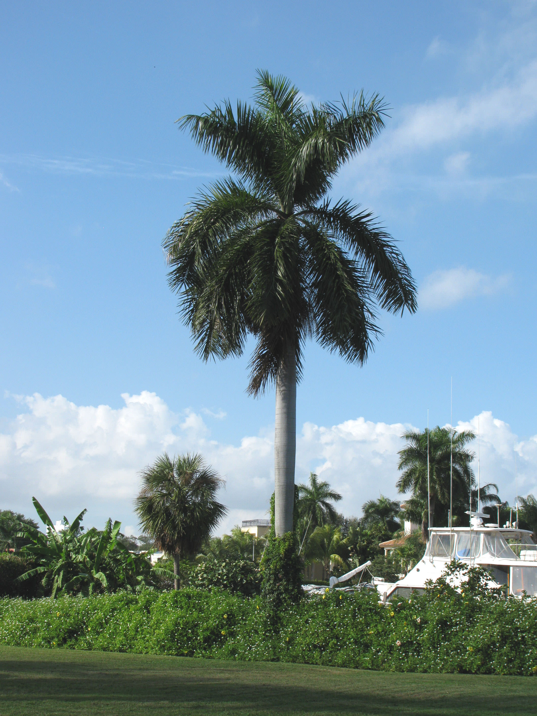 Florida Royal Palm Roystonea Elata Cuban Royal Palm Roystonea Regia