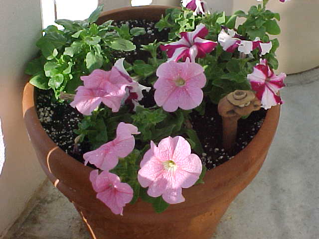 Petunias New Orleans. Doors in la reviews and french quarterpetunias restaurant
