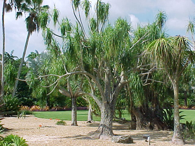 Ponytail palm (tree),