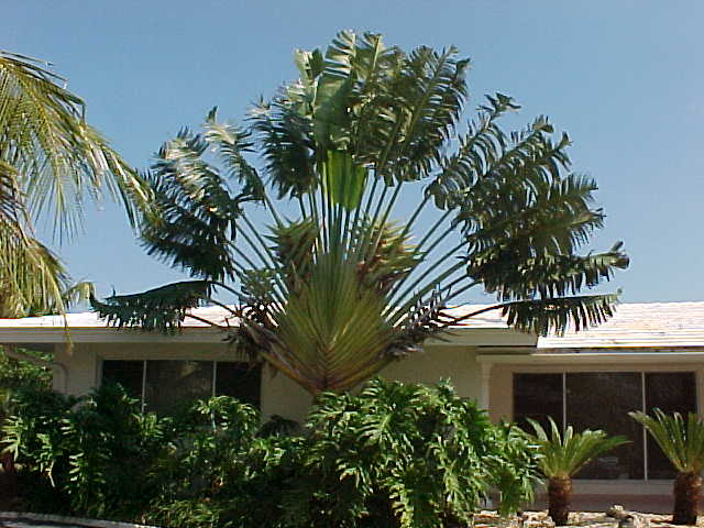 Ravenala madagascariensis, Traveler's Palm. - GardenCrafters