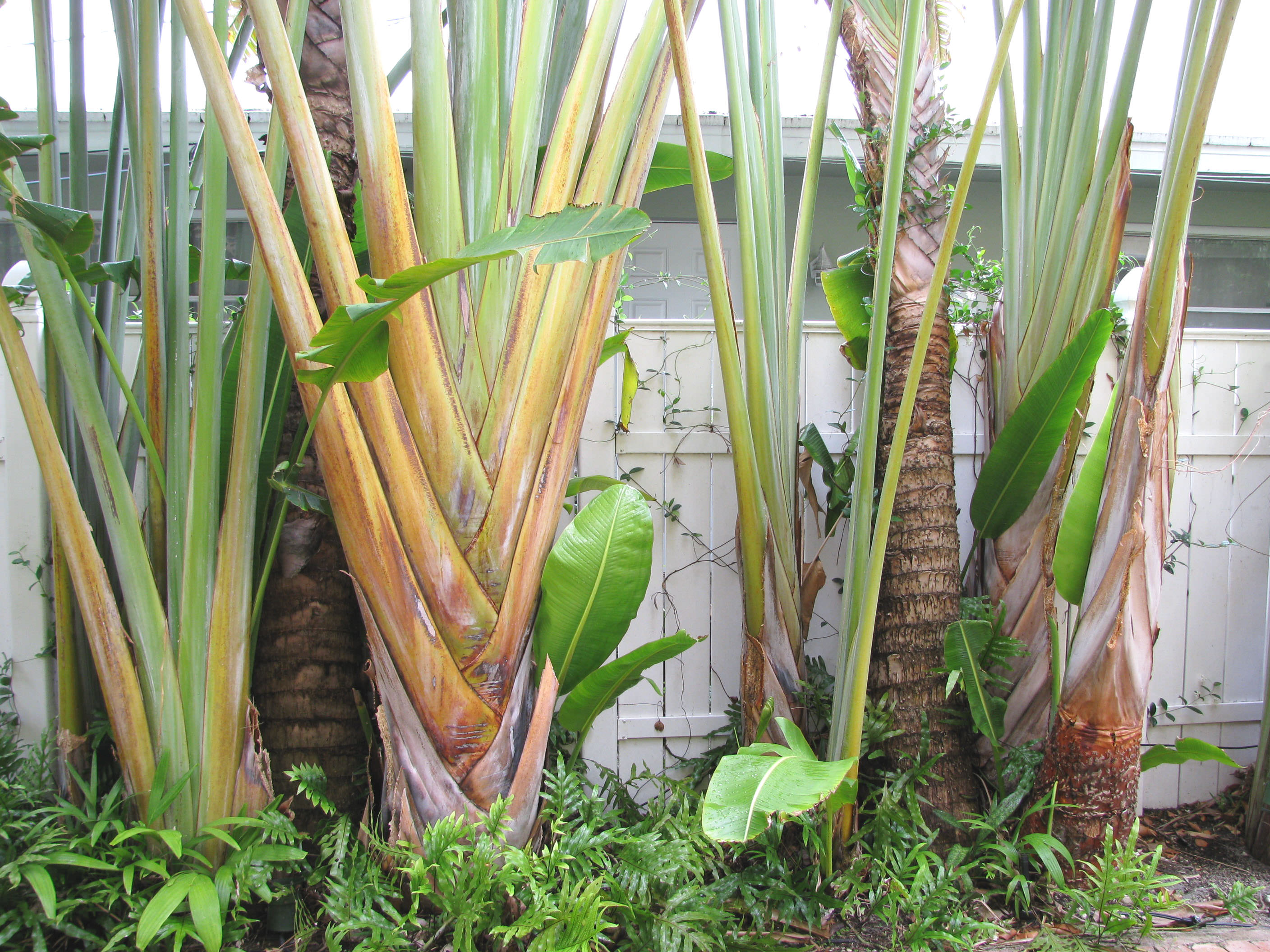 The Traveler's Palm — In Defense of Plants