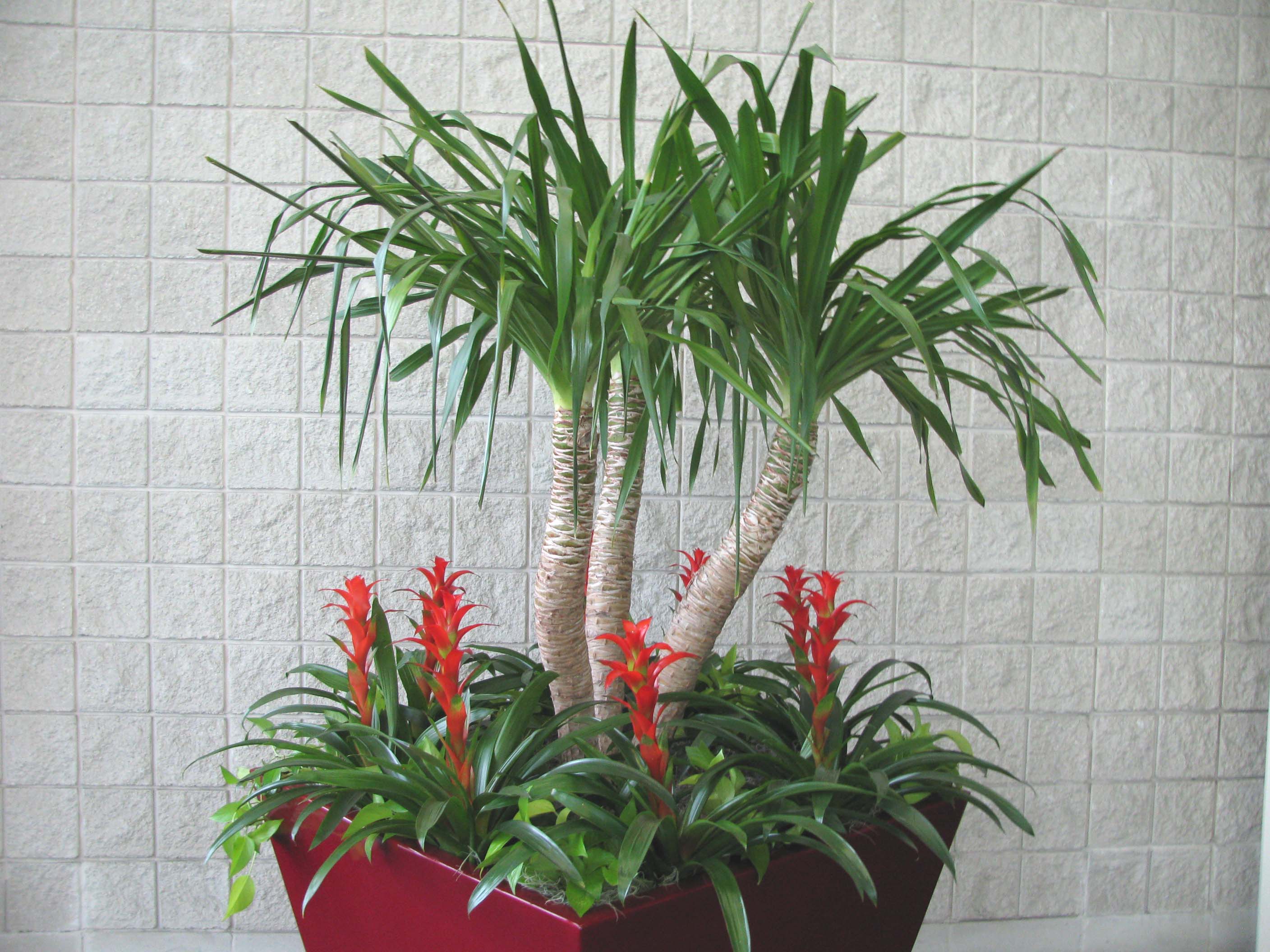 21 Exotic Tropical House Plants That Are Easy to Grow Gardenoid